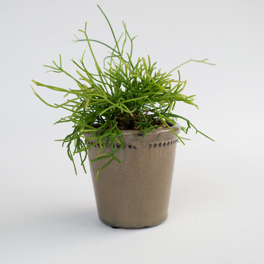 ריפסליס בכלי קרמיקה