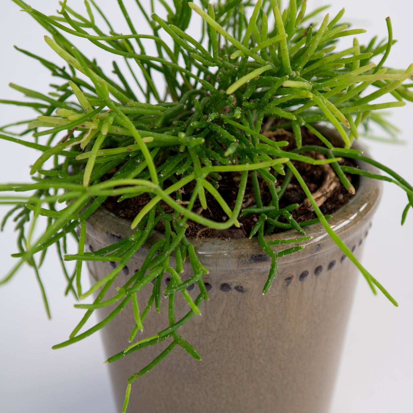 ריפסליס בכלי קרמיקה