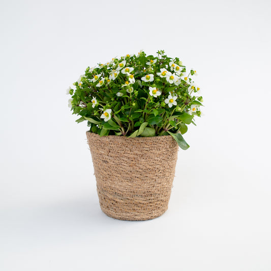 אקזקום פורח בכלי קלוע טבעי