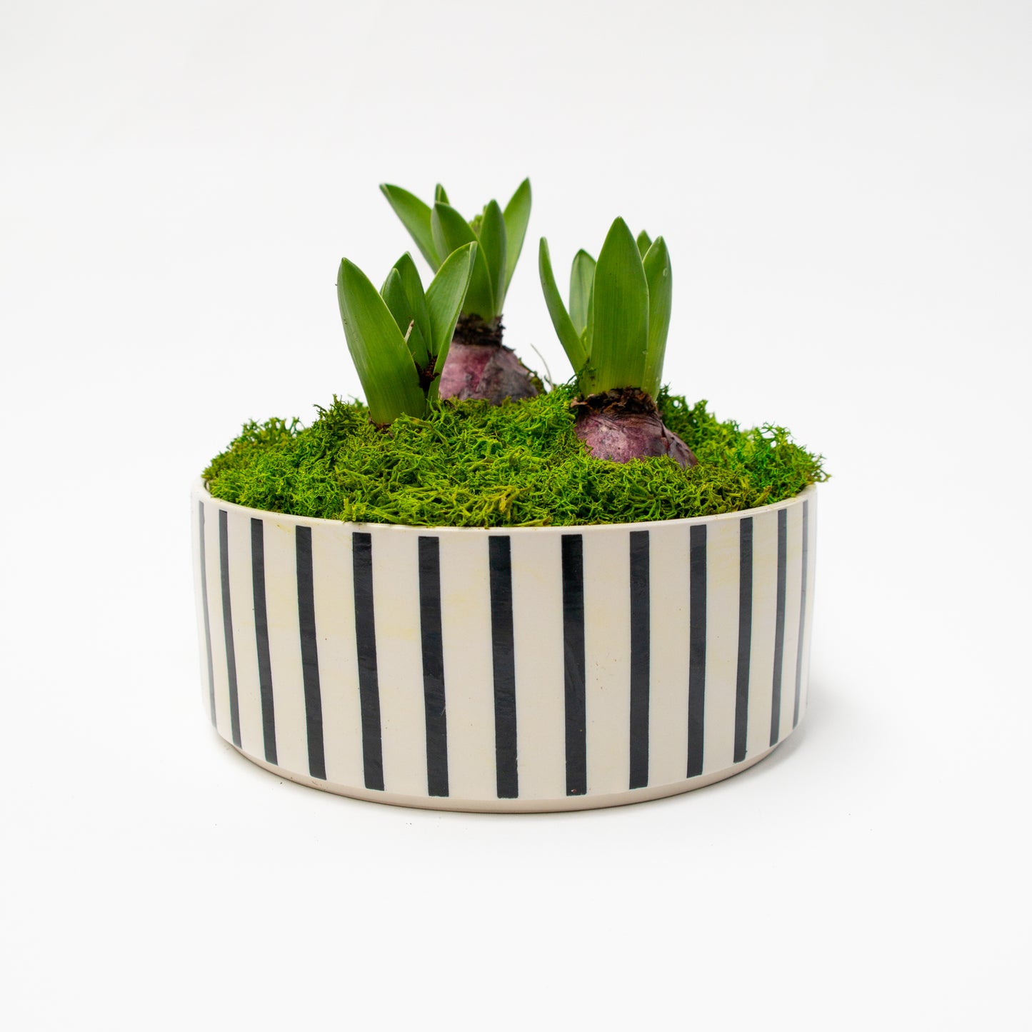 יקינטון בכלי לבחירה