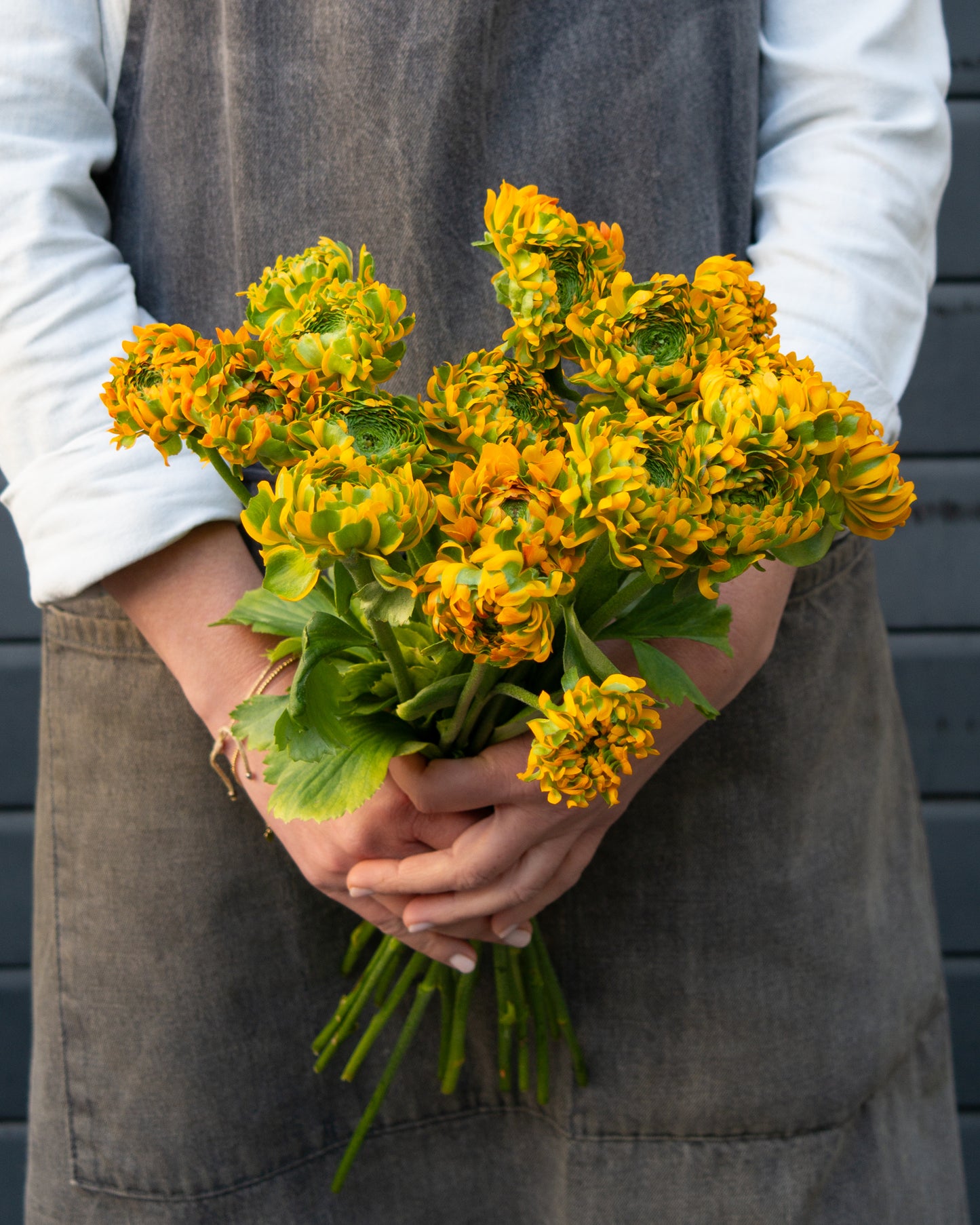 זר נוריות סקסס