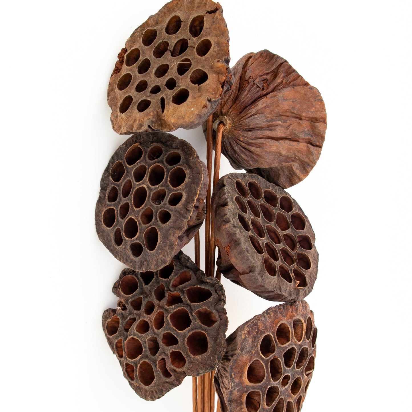 לוטוס יבש על מקל