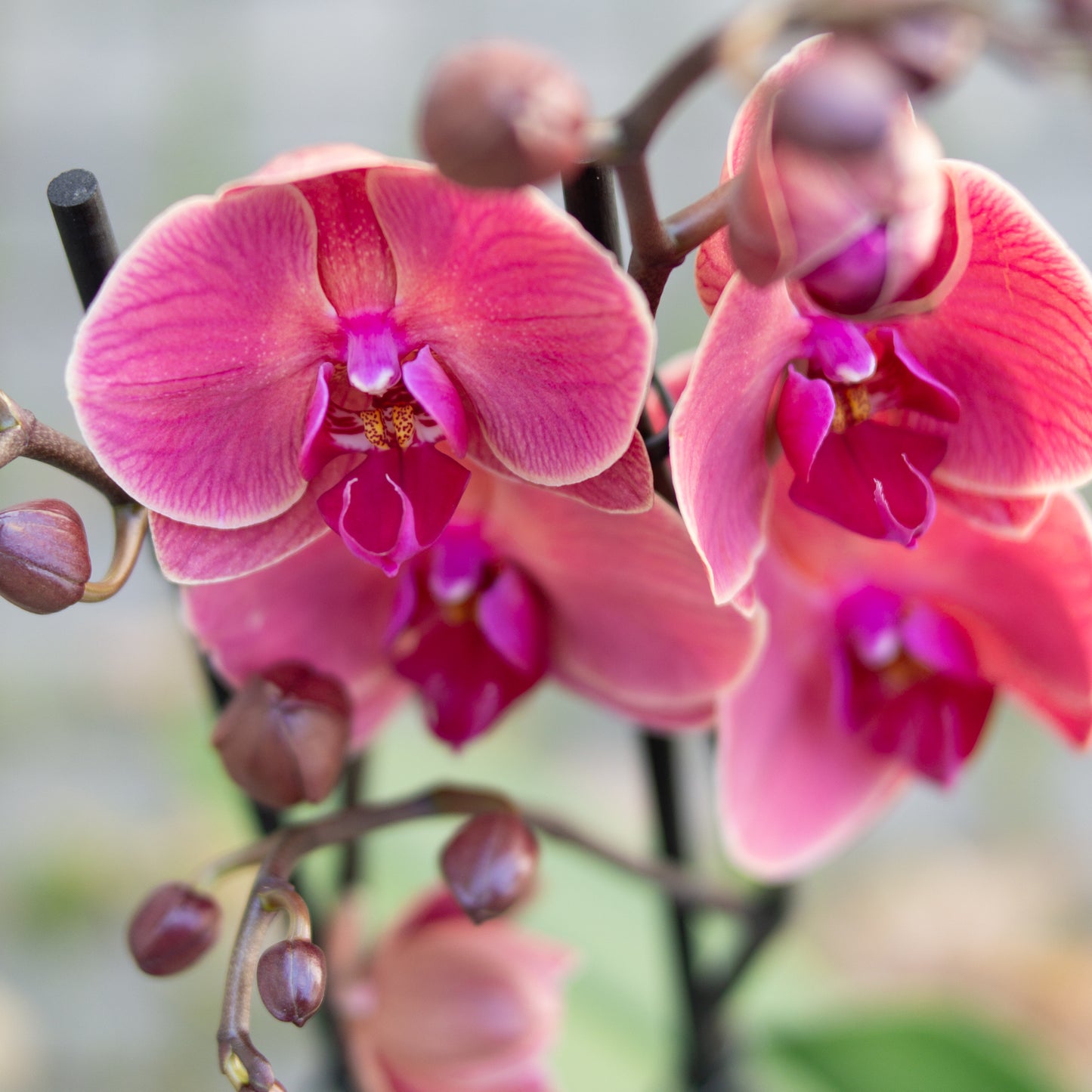 סחלב בכלי קרמיקה דקורטיבי