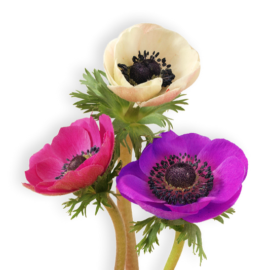 פקעות כלנית