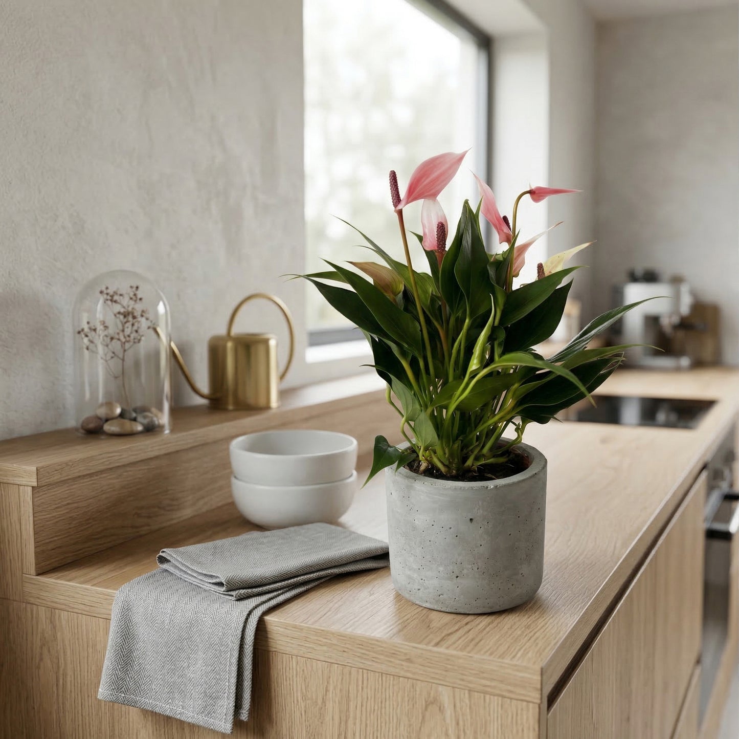 עציץ אנטוריום לילי ייבוא