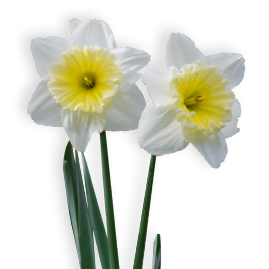 פקעות נרקיס חצוצרה צהוב לבן