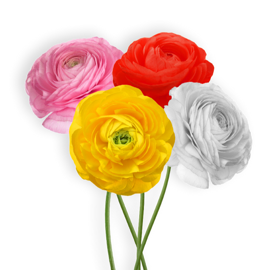 פקעות נורית