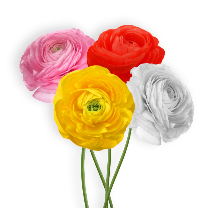 פקעות נורית