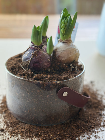 יקינטון בכלי לבחירה