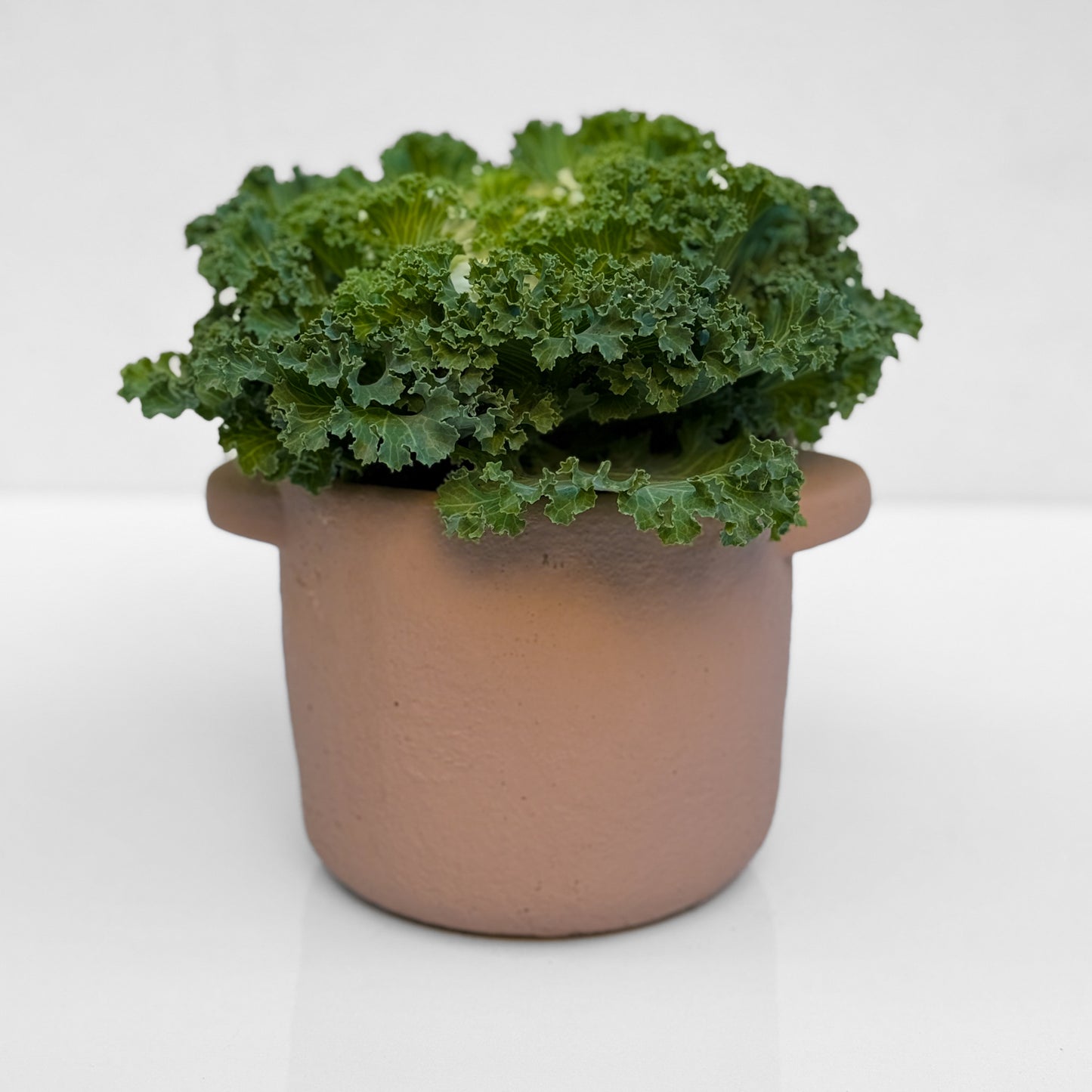 כרוב נוי בכלי לבחירה