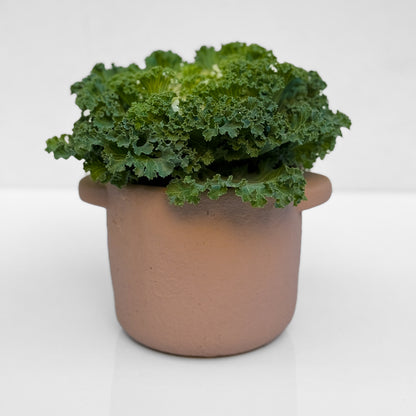 כרוב נוי בכלי לבחירה