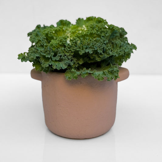 כרוב נוי בכלי לבחירה