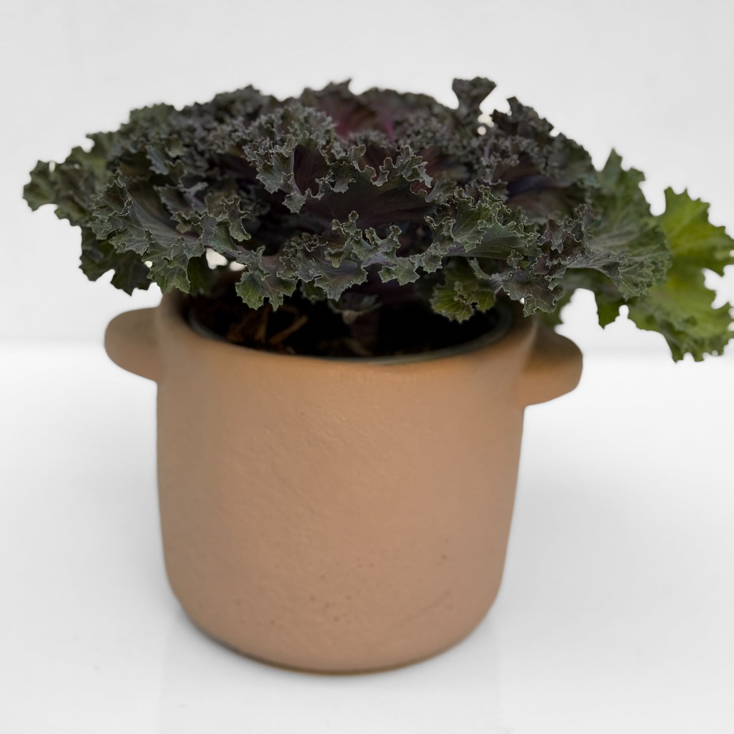 כרוב נוי בכלי לבחירה