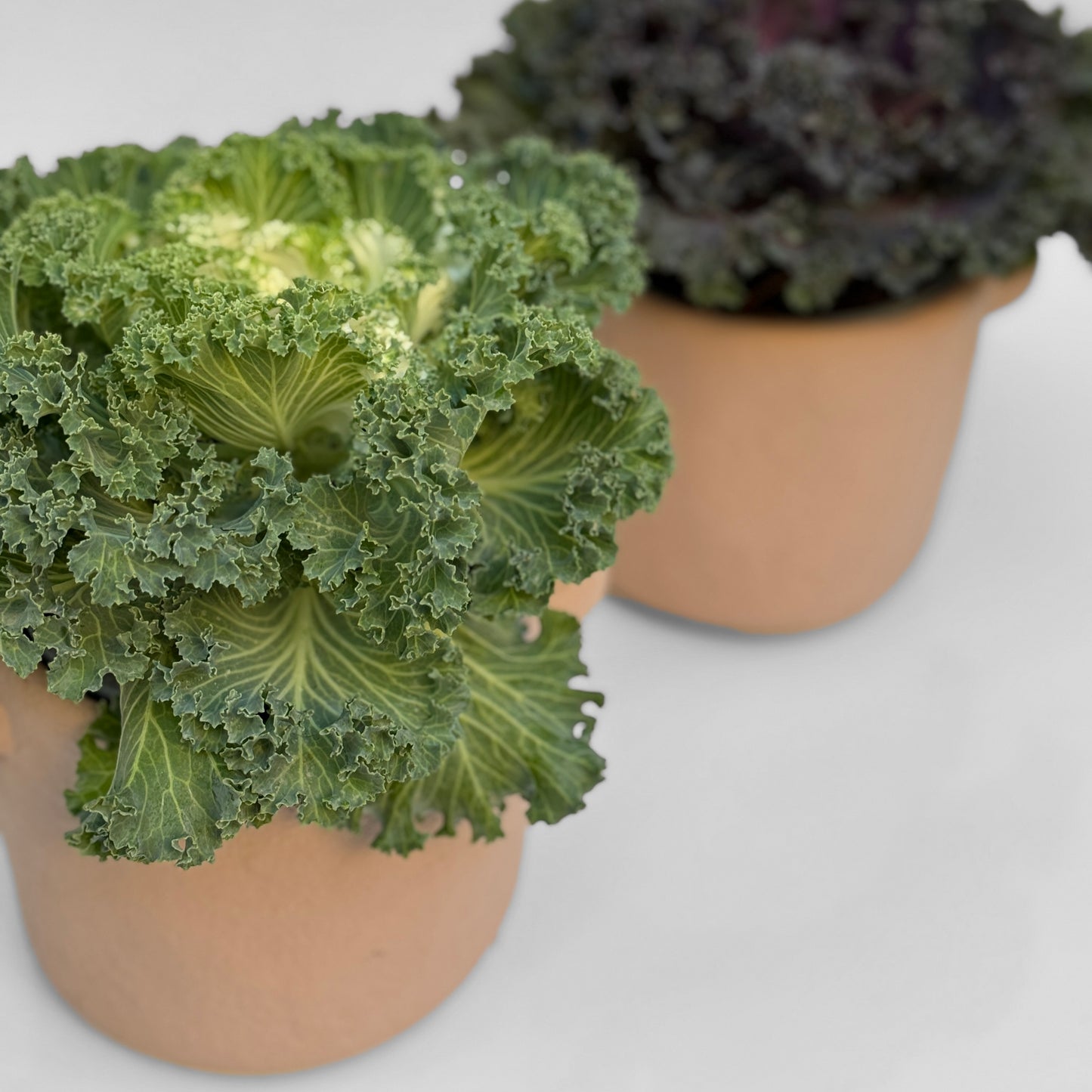 כרוב נוי בכלי לבחירה