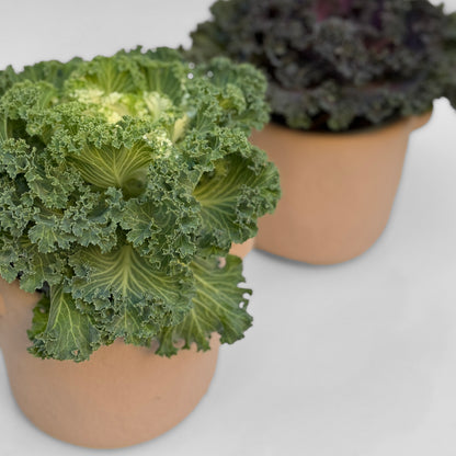 כרוב נוי בכלי לבחירה