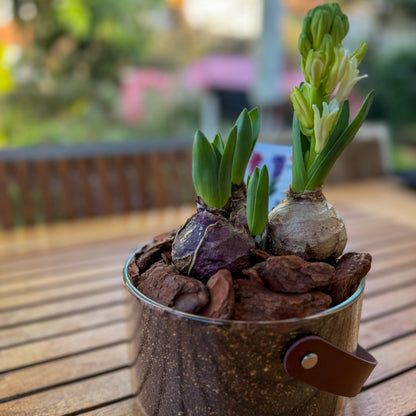 יקינטון בכלי לבחירה