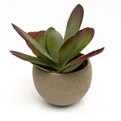 סקולנט בכלי בטון