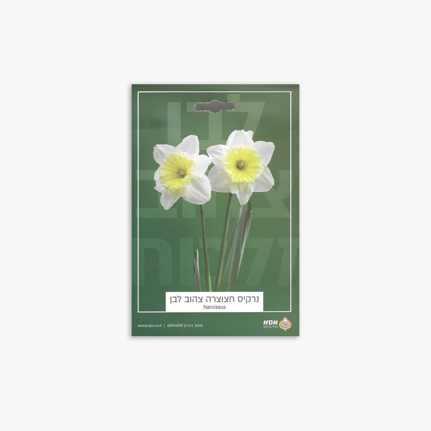 פקעות נרקיס חצוצרה צהוב לבן