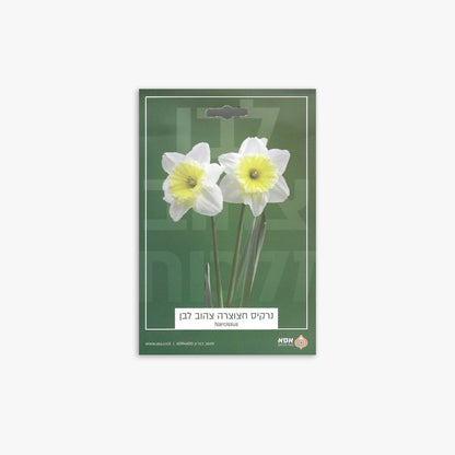 פקעות נרקיס חצוצרה צהוב לבן