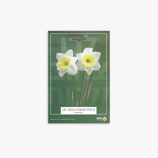 פקעות נרקיס חצוצרה צהוב לבן