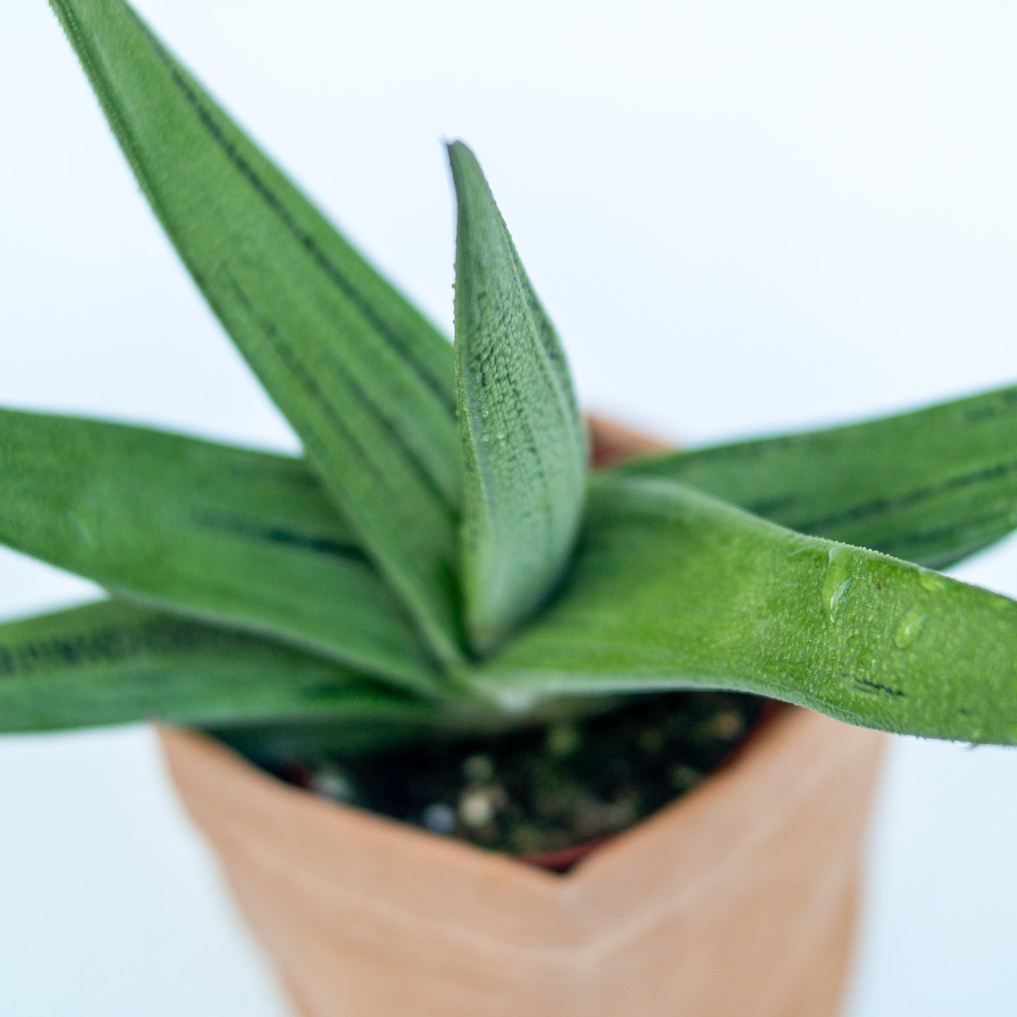 סקלונט בכלי דמוי נייר חום