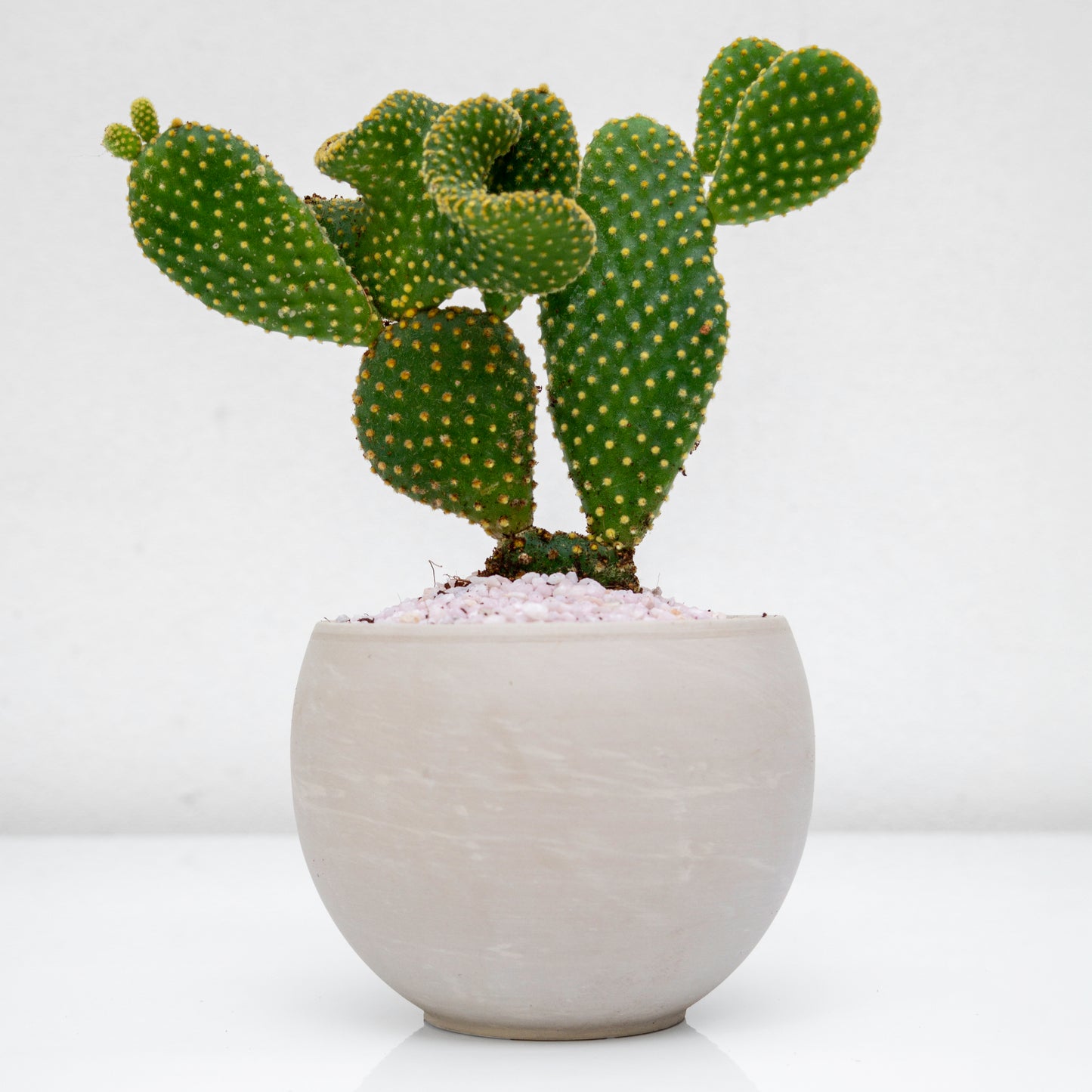 סקולנט בכלי בטון