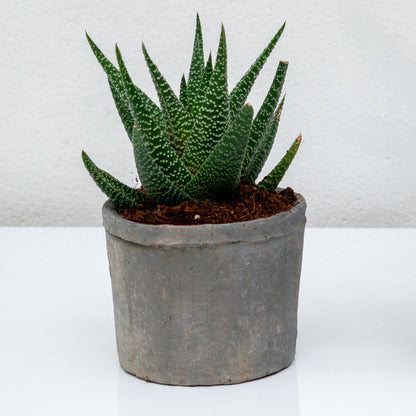 סקולנט בכלי חרס אפור דמוי בטון