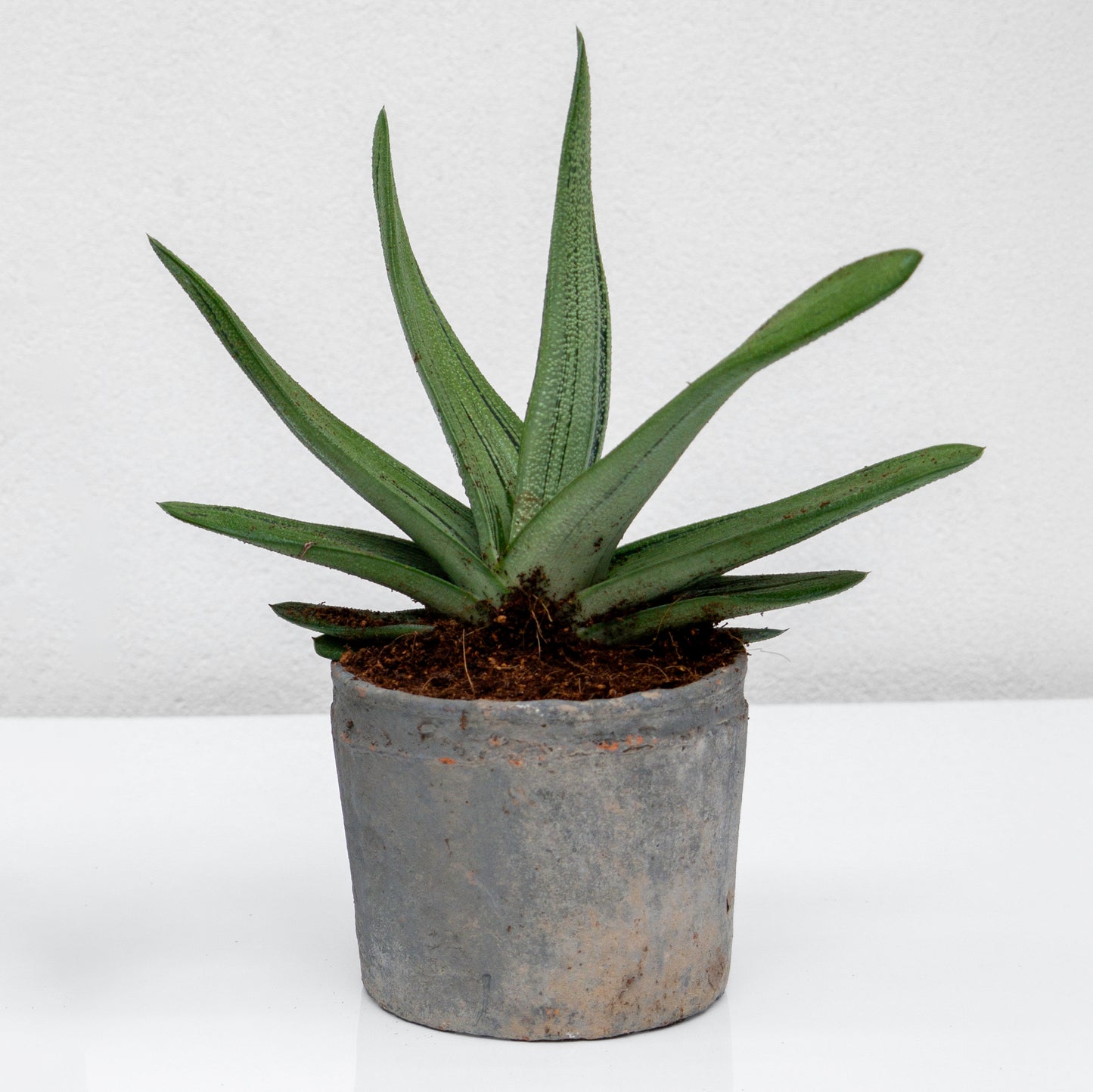 סקולנט בכלי חרס אפור דמוי בטון