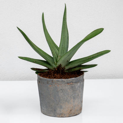 סקולנט בכלי חרס אפור דמוי בטון