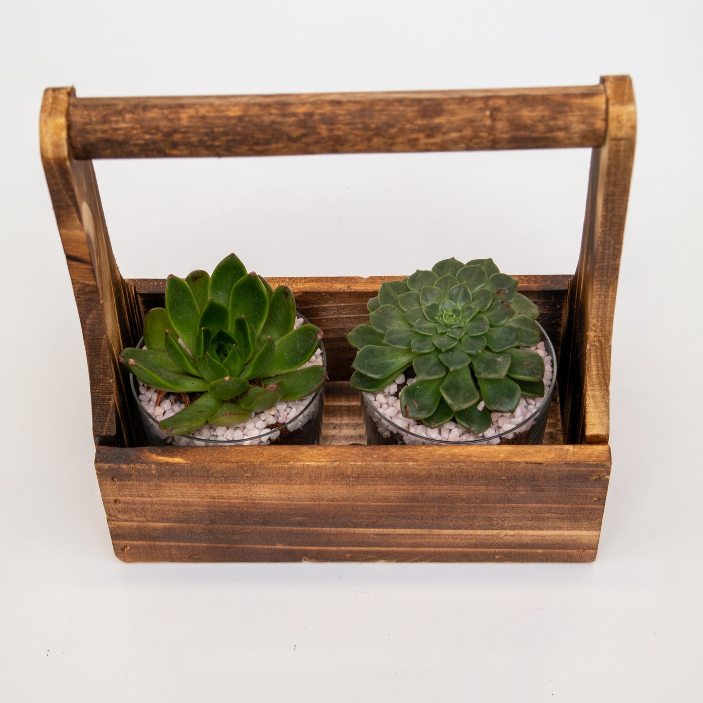 סקולנטים במנשא עץ