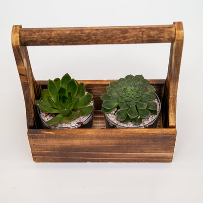 סקולנטים במנשא עץ