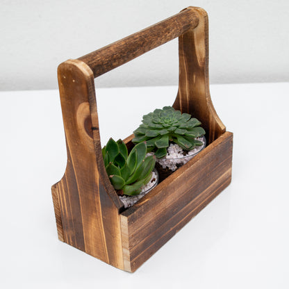 סקולנטים במנשא עץ