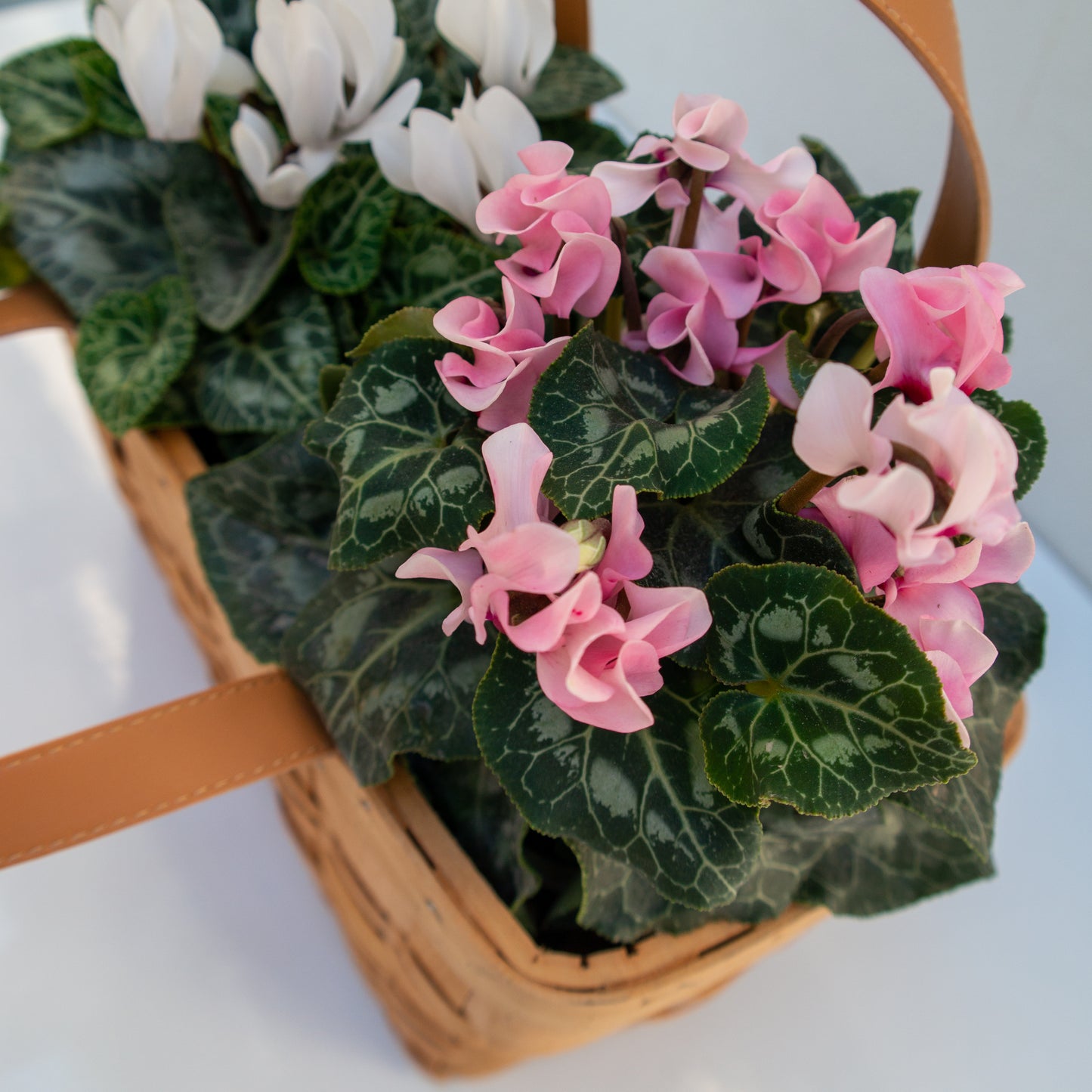 רקפות בסלסלת קש