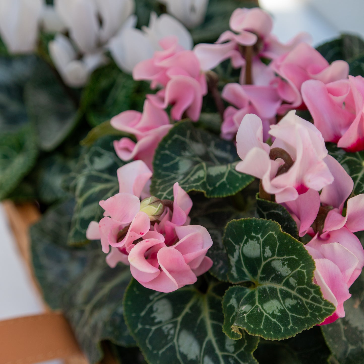 רקפות בסלסלת קש