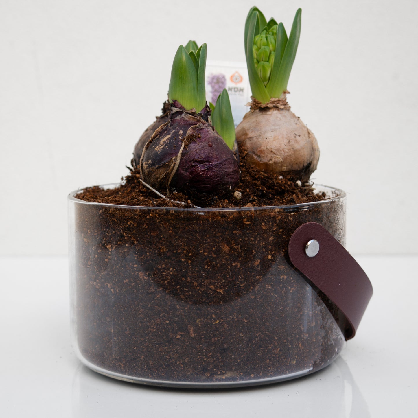 יקינטון בכלי לבחירה