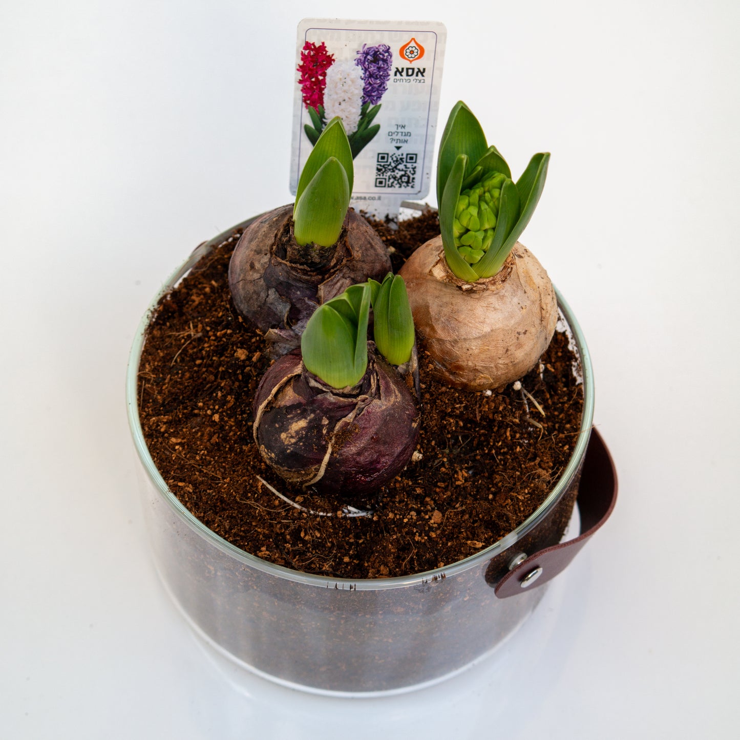 יקינטון בכלי לבחירה