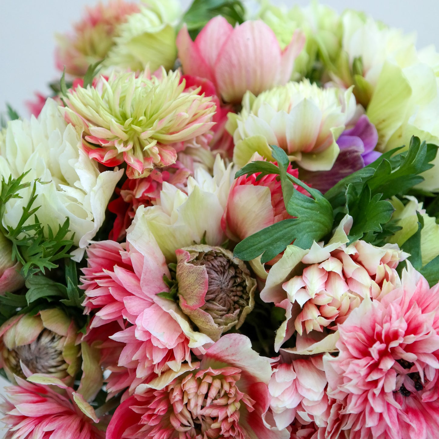 זר כלניות פולסטאר