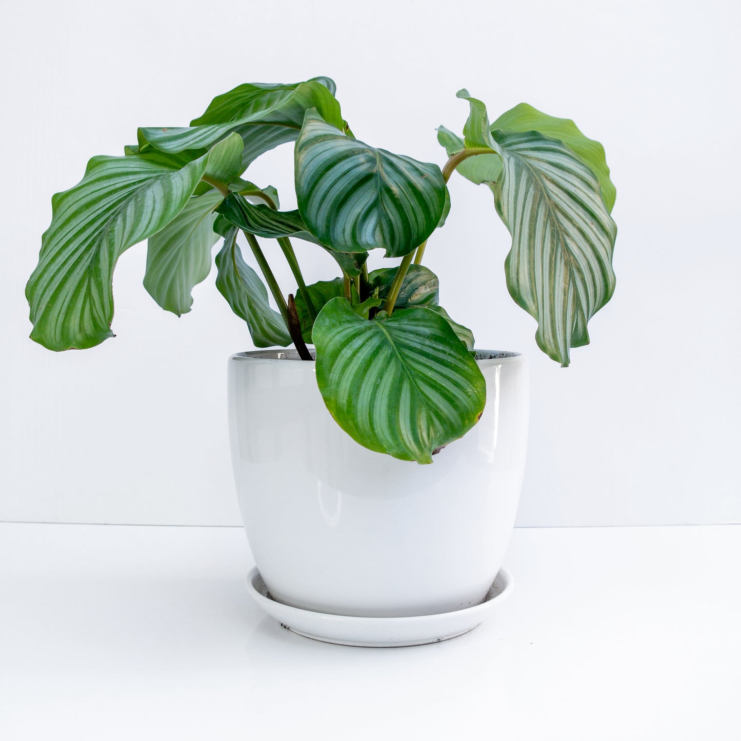 קלתיאה אורביפוליה בכלי קרמיקה לבן