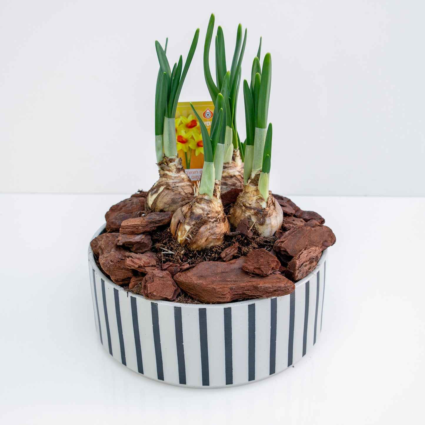 נרקיס חצוצרה בכלי קרמיקה פסים