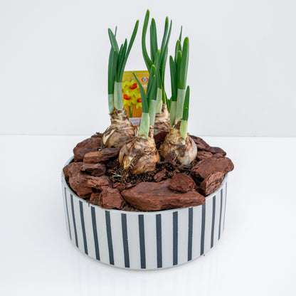 נרקיס חצוצרה בכלי קרמיקה פסים