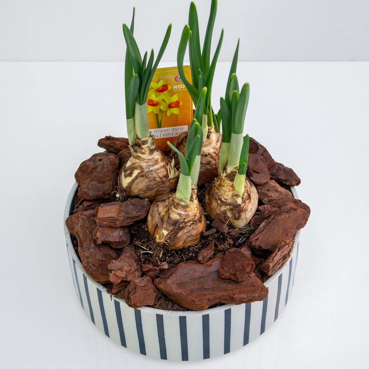 נרקיס חצוצרה בכלי קרמיקה פסים