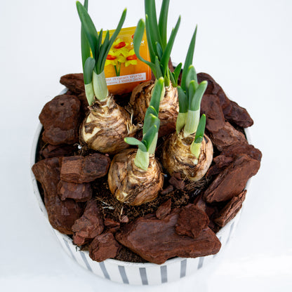 נרקיס חצוצרה בכלי קרמיקה פסים