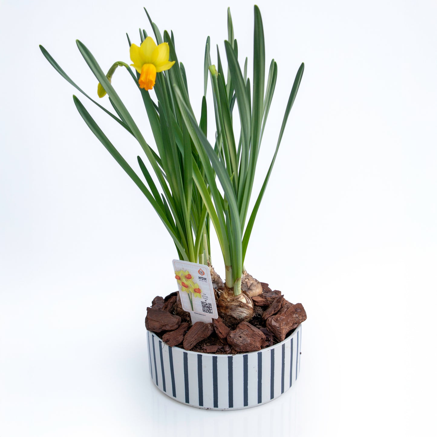 נרקיס חצוצרה בכלי קרמיקה פסים