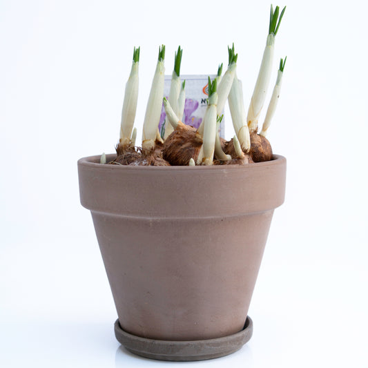 פקעות כורכום בכלי טרקוטה