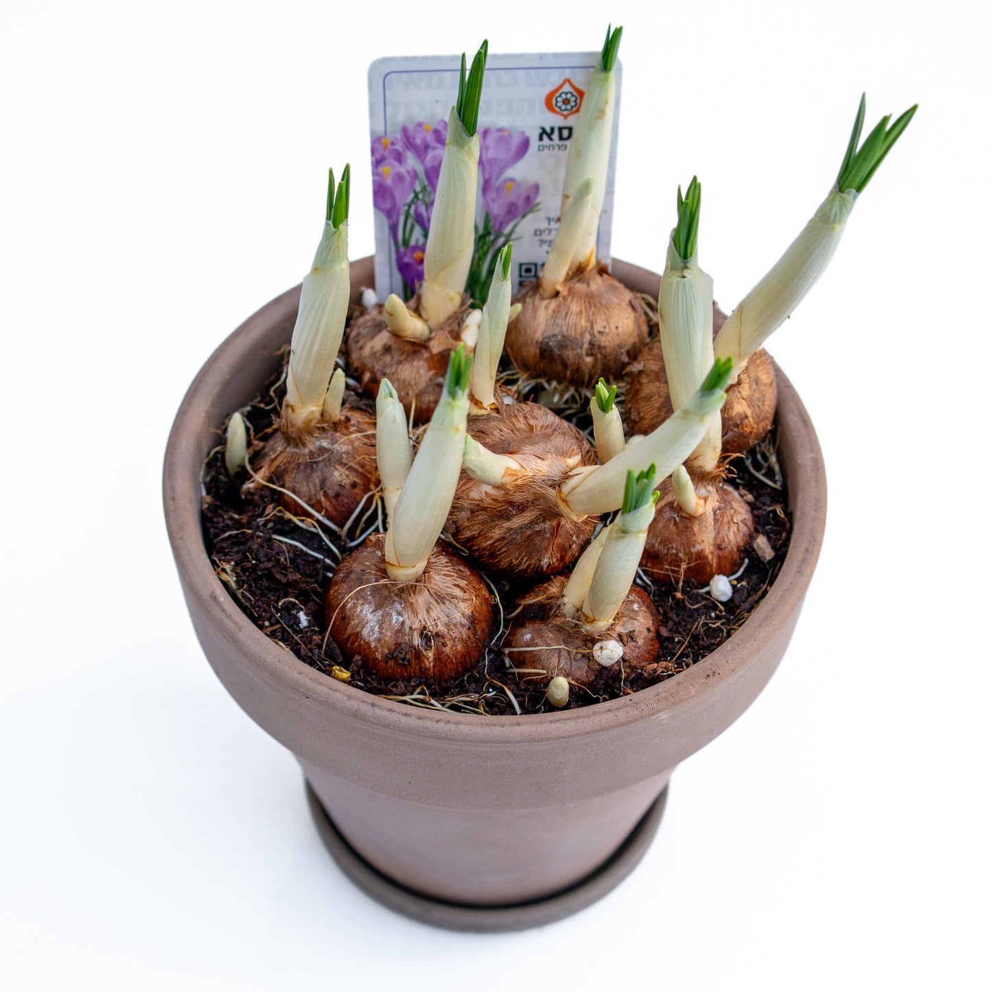 פקעות כורכום בכלי טרקוטה