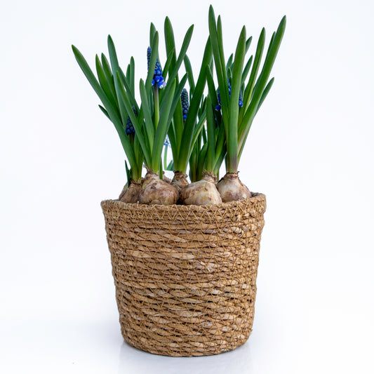 פקעות פעמוני גשם בכלי סל קלוע