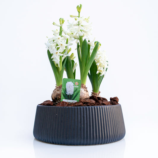 פקעות יקינטון בכלי קרמיקה