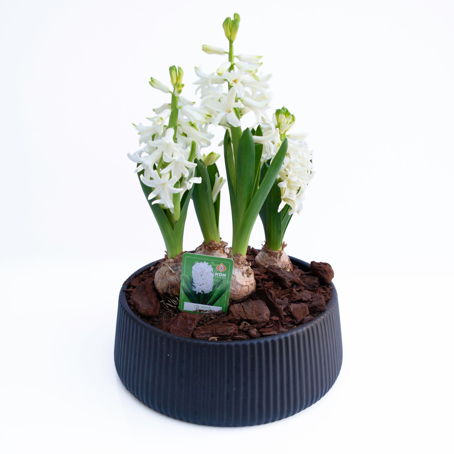 יקינטון בכלי לבחירה