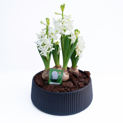 יקינטון בכלי לבחירה