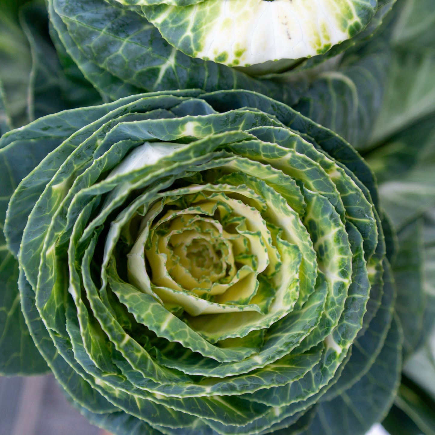 זר כרוב נוי